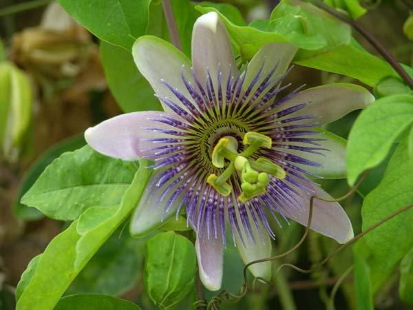 passiflora x belotii 01