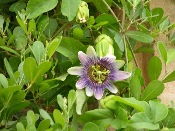 passiflora x belotii 02