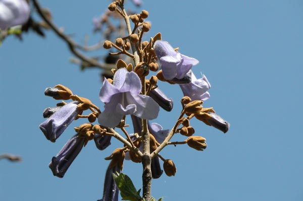 paulownia tomentosa 01