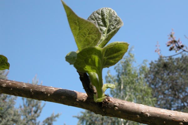 paulownia tomentosa 02