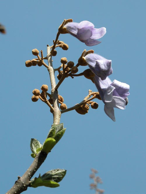 paulownia tomentosa 05