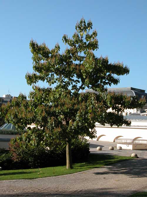 paulownia tomentosa 06