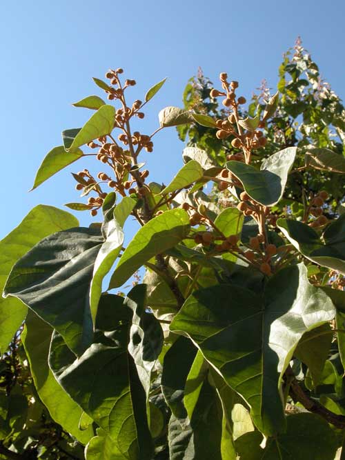 paulownia tomentosa 07