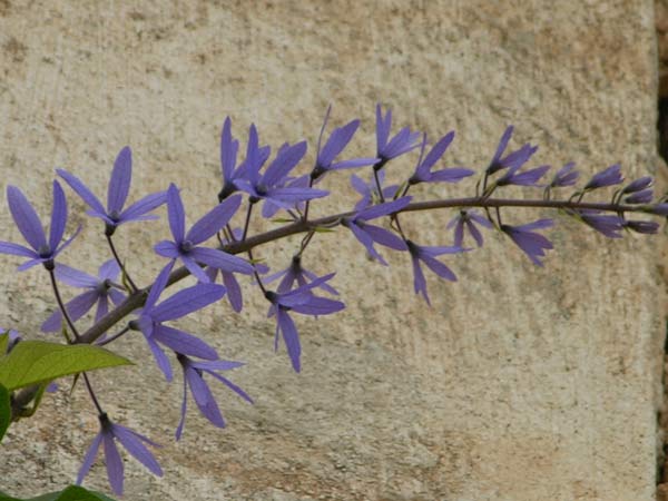 petrea volubilis 01