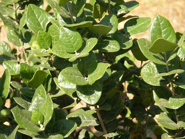 peumus boldus 01