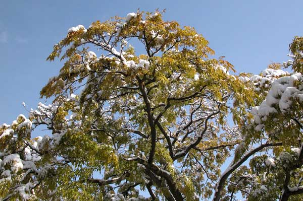 phellodendron amurense 01