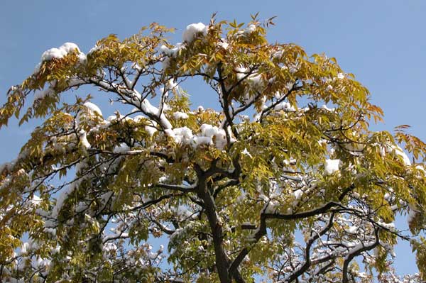 phellodendron amurense 02