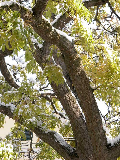phellodendron amurense 04