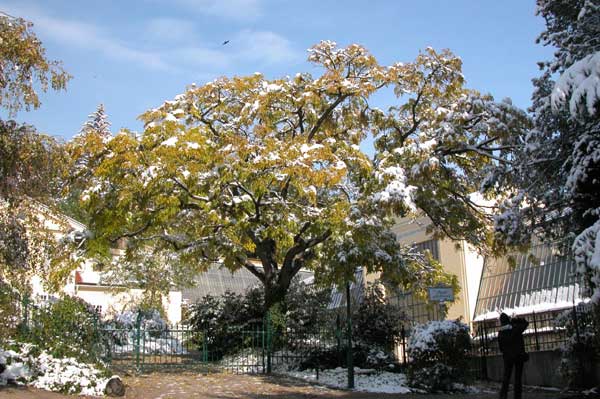 phellodendron amurense 05
