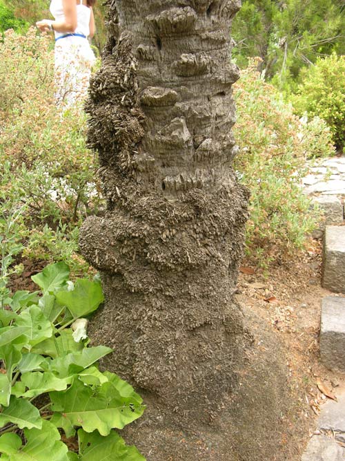 phoenix dactylifera 01