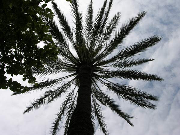 phoenix dactylifera 02