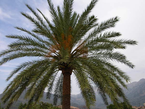 phoenix dactylifera 03
