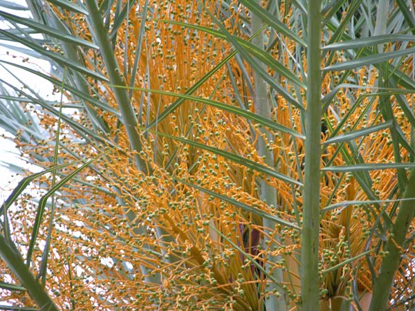 phoenix dactylifera 04
