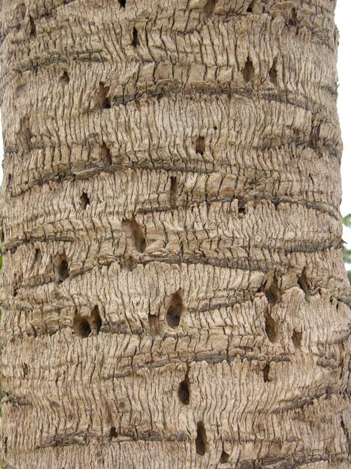 phoenix dactylifera 05