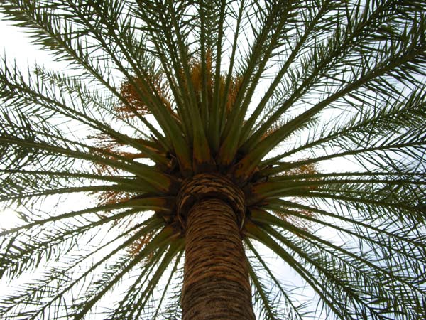 phoenix dactylifera 06