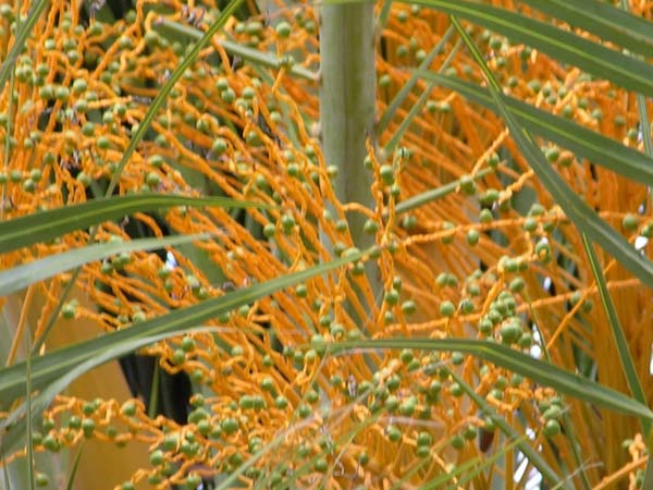 phoenix dactylifera 07