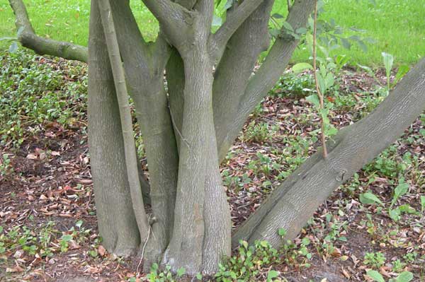 photinia villosa 01