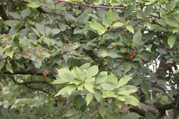 photinia villosa 02