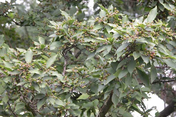 photinia villosa 03