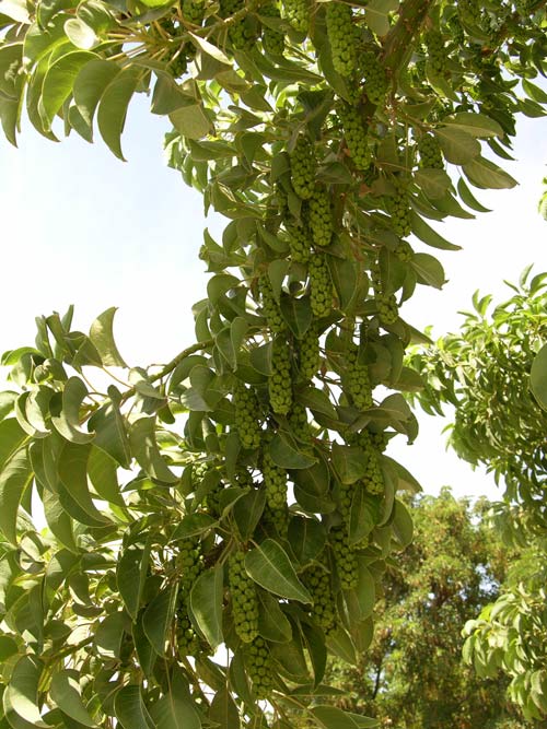 phytolacca dioica 02
