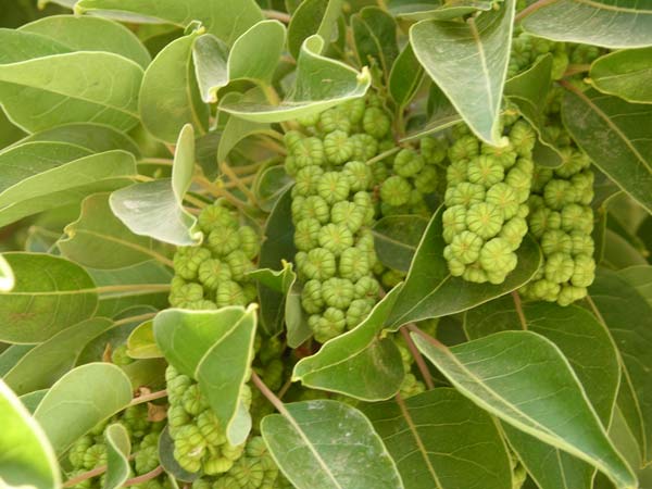 phytolacca dioica 03