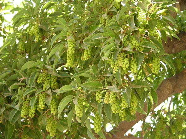 phytolacca dioica 04