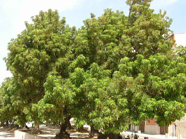 phytolacca dioica 08