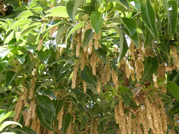 phytolacca dioica 09