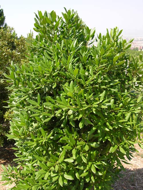 picconia excelsa 01