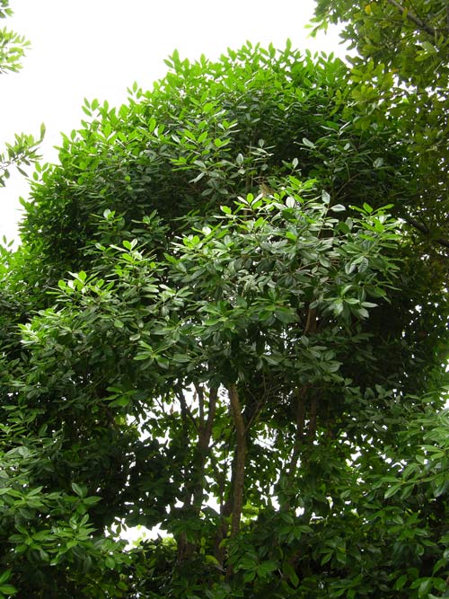picconia excelsa 02