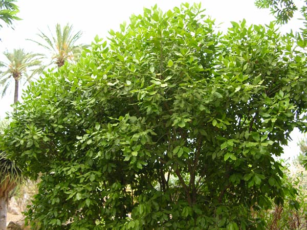 picconia excelsa 03