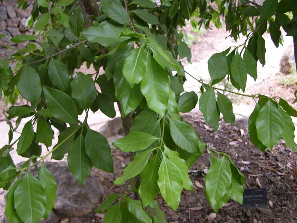 picconia excelsa 04