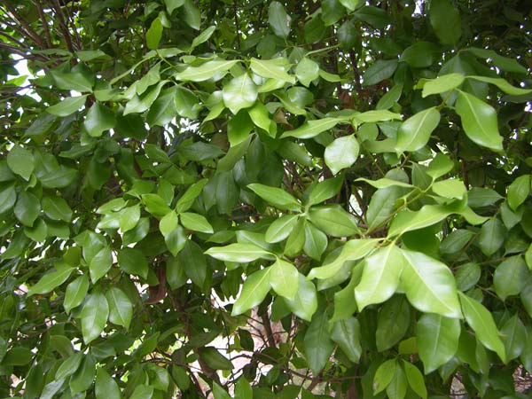 picconia excelsa 05