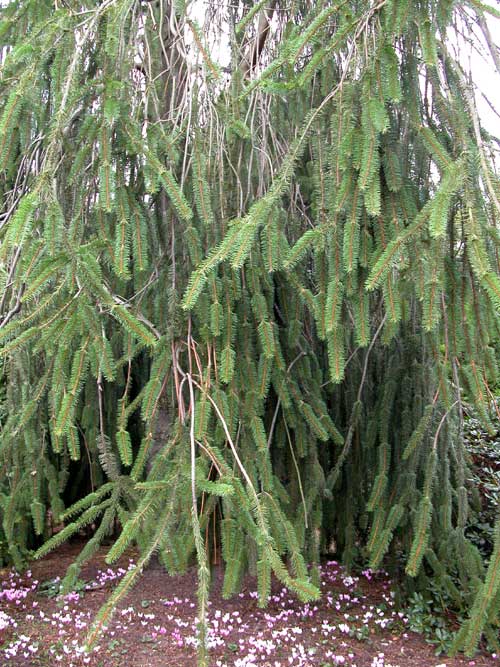 picea abies dicksonii 01