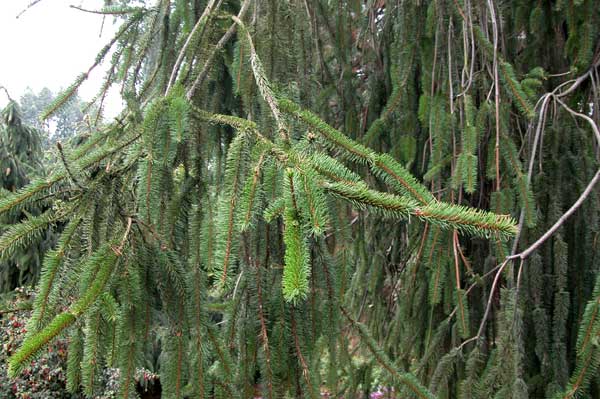 picea abies dicksonii 02