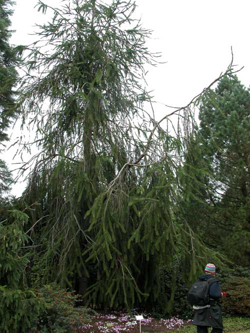 picea abies dicksonii 03