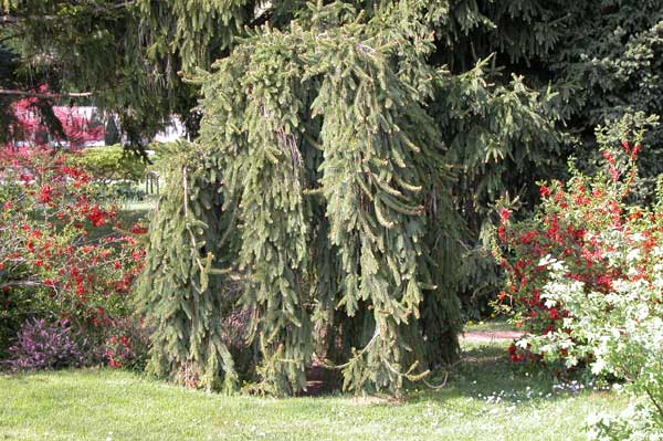 picea abies inversa 01