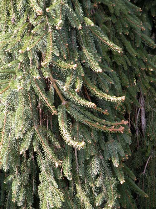 picea abies inversa 02