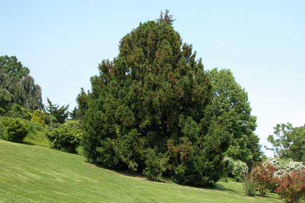 picea abies ohlendorffii 01