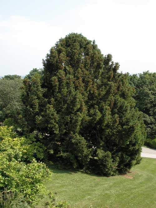 picea abies ohlendorffii 02