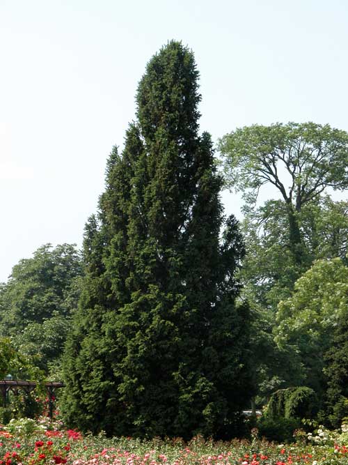 picea abies ohlendorffii 03
