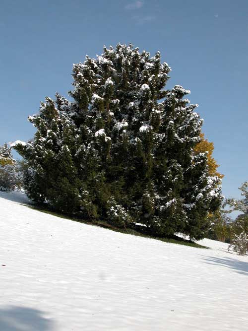 picea abies ohlendorffii 04