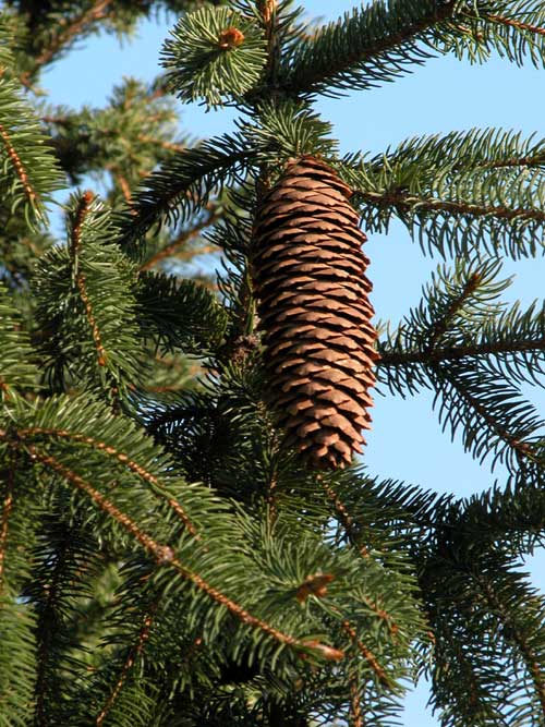 picea abies ohlendorffii 05