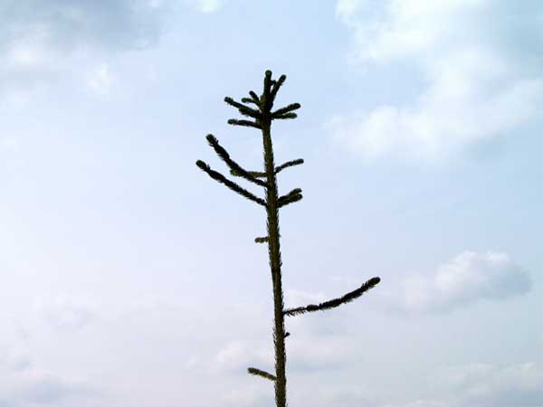 picea abies virgata 01