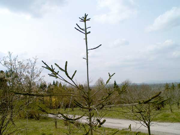 picea abies virgata 02