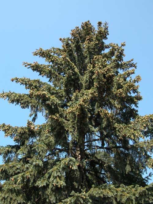 picea engelmanni 01