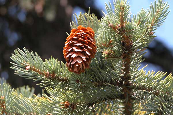 picea engelmanni 02