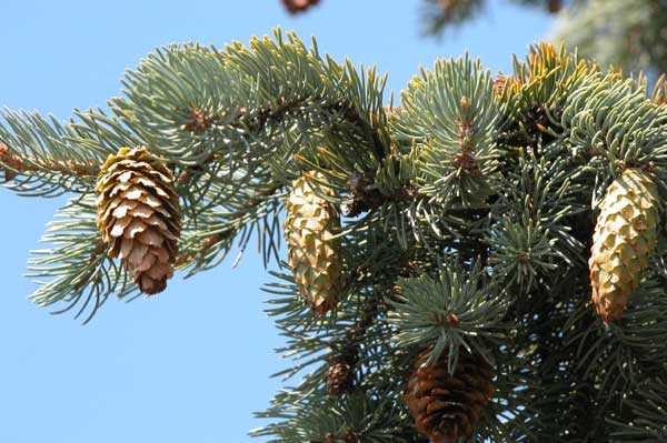 picea engelmanni 03