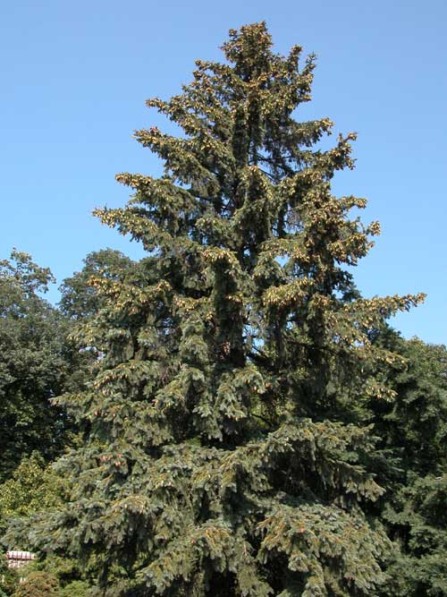 picea engelmanni 04