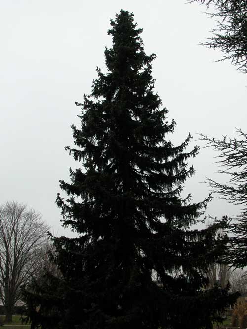 picea omorika 01